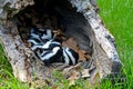 Hollow log filled with baby skunks. Royalty Free Stock Photo