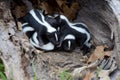 Hollow log filled with baby skunks. Royalty Free Stock Photo