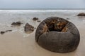 A hollow Moeraki Boulder Royalty Free Stock Photo