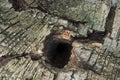 Hollow in old birch tree Royalty Free Stock Photo