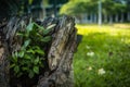 Hollow old tree covered with moss in the forest. Selective focus. A hollow in a fallen tree is burned with fire. Royalty Free Stock Photo