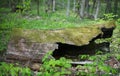 Hollow old tree covered with moss in the forest. Royalty Free Stock Photo