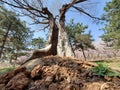 Hollow old tree Royalty Free Stock Photo