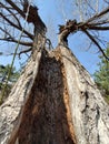 Hollow old tree Royalty Free Stock Photo