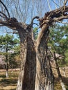 Hollow old tree Royalty Free Stock Photo