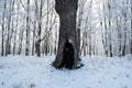 The hollow in the old tree, winter forest, Royalty Free Stock Photo