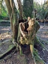 Hollow pine tree growing on the banks of Stover National Country Park, Devon, UK