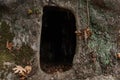 Hollow of plane tree as an entrance Royalty Free Stock Photo