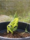 a hollow plant struggling to survive in soil