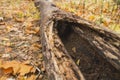 A hollow in a tree cut stem