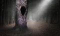 Hollow Tree Surreal Forest Background, Dark Woods Royalty Free Stock Photo