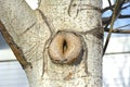 Hollow in the tree, in the form of female genitals