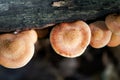 Hollow tree fungi in forest. The presence of these mushrooms indicates that the tree has a disease and is rotting on the