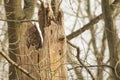 Hollow Tree with Hidden Great Horned Owl