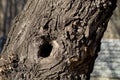 This hollow in tree like strange face