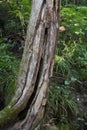 Hollow tree in forest Royalty Free Stock Photo