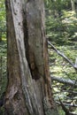 Hollow tree in forest Royalty Free Stock Photo