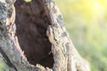 Hollow tree stump,serves nest for birds and shelter for animals Royalty Free Stock Photo