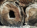 Hollow Tree Trunk Cross Section Texture Royalty Free Stock Photo