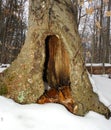 Hollow tree trunk found in winter NYS FingerLakes woods Royalty Free Stock Photo