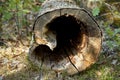 Hollow tree trunk with heart shape Royalty Free Stock Photo