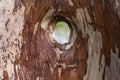 hollow tree trunk Royalty Free Stock Photo