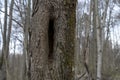 hollow tree trunk, large vertical hole