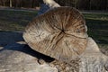 The hollow tree trunk lies on the ground and can be creeped into it is a playground for children around the lawn Royalty Free Stock Photo