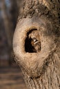 A Hollow in a Tree Trunk Royalty Free Stock Photo