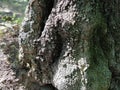 Hollow in a tree trunk. Old tree in the forest. Bark texture. A knot, in the place of which a hollow was formed. Where the branch Royalty Free Stock Photo