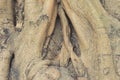 Hollow tree trunk plant bark in the shape of an abstract vaginal canal stump. Close-up. Fantasy Nature background