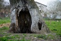 Hollow trunk of a huge tree Royalty Free Stock Photo