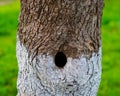 Hollow in the trunk of an old apple tree in the garden, close-up Royalty Free Stock Photo