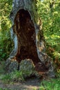 Hollow trunk of old tree.