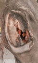The hollow trunk of an old tree reveals a beautiful wood texture Royalty Free Stock Photo