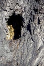 hollow in the trunk of an old tree among the wrinkled bark Royalty Free Stock Photo