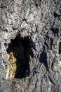 hollow in the trunk of an old tree among the wrinkled bark Royalty Free Stock Photo