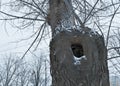 A hollow in the trunk of a tree. A thermal hollow in the trunk. Winter. the tree is covered with snow in winter. Royalty Free Stock Photo