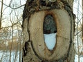 Hollow in a walnut tree stem close up Royalty Free Stock Photo