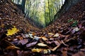 Hollow way with leaves on the ground