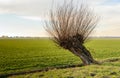 Hollow willow tree next to a small ditch