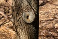 Hollow wood from old tree. Hole in the tree. Wood hollow, look like an eye of the tree. Old wood surface, texture for background. Royalty Free Stock Photo