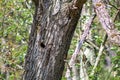 Hollow wood from old tree. Old wood surface, texture for background. Royalty Free Stock Photo