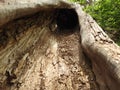 A Hollowed out Fallen Tree