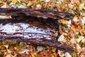 Hollowed Out Log on the Ground surrounded by Colorful Autumn Leaves and Snow Royalty Free Stock Photo