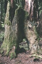 View of a Dead Redwood Tree