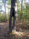Hollowed out tree in New England Back Woods Royalty Free Stock Photo
