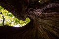 Hollowed out tree