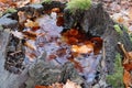 Hollowed Tree stump with beautiful Rainwater