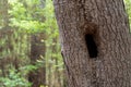 Hollowed Tree Trunk in the Forest